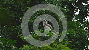 Indian Grey Hornbill in Gwalior, India