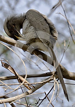 Indian grey hornbill (Ocyceros birostris) photo