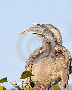 Indian Grey Hornbill looking back from a tree