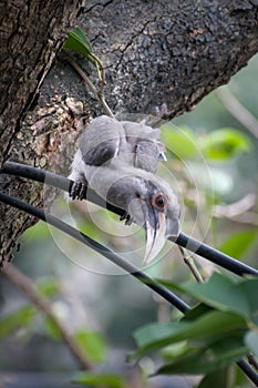 An Indian Grey Hornbill looking down