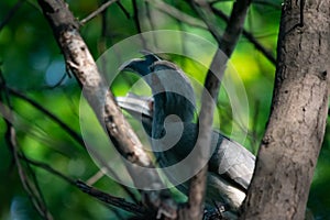 Indian Grey Hornbill Ocyceros birostris Closeup Shot