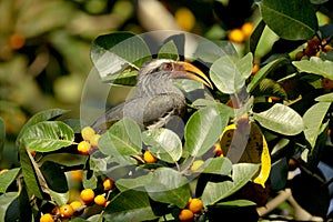 Indian Grey Hornbill, Ocyceros birostris, Dandeli