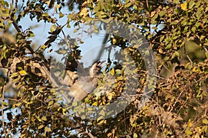 Indian grey hornbill Ocyceros birostris eating fruits.