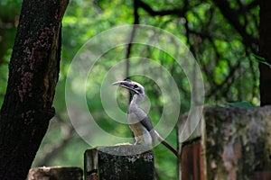 Indian grey hornbill Ocyceros birostris in the garden