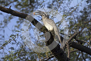 Indian grey hornbill, Ocyceros birostris, Keoladeo Ghana National Park, Bharatpur, Rajasthan, India