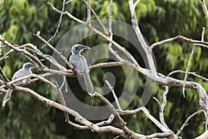 Indian Grey Hornbill Ocyceros birostris in Nathdwara, Rajasthan, India