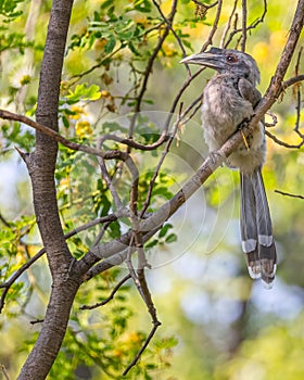 Indian grey hornbill (Ocyceros birostris) perched on a branch