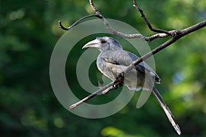 Indian Grey Hornbill Ocyceros birostris perching on the tree branch