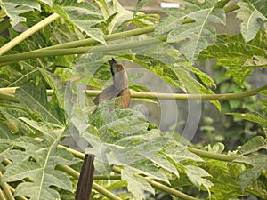Indian grey hornbill on papaya tree