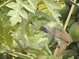 Indian grey hornbill on papaya tree