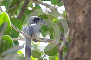 Indian Grey Hornbill perching on Fig Tree