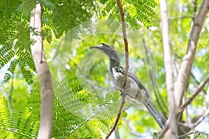 Indian Grey Hornbill perching on Shady Tree