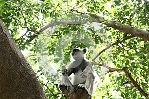 Indian grey languor Monkey in Tamil Nadu photo