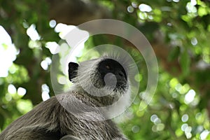 Indian grey languor Monkey in Tamil Nadu photo