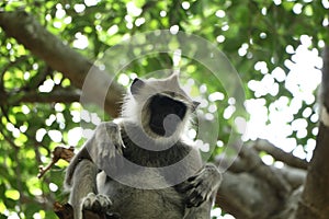 Indian grey languor Monkey in Tamil Nadu photo