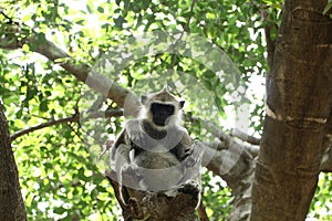 Indian grey languor Monkey in Tamil Nadu photo