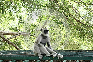 Indian grey languor Monkey in Tamil Nadu photo