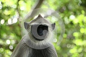 Indian grey languor Monkey in Tamil Nadu photo