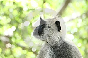 Indian grey languor Monkey in Tamil Nadu photo