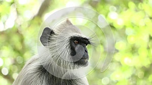 Indian grey languor Monkey in Tamil Nadu photo