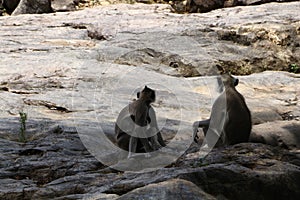 Indian grey languor Monkey in Tamil Nadu photo