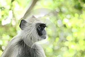 Indian grey languor Monkey in Tamil Nadu