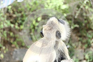 Indian grey languor Monkey in Tamil Nadu