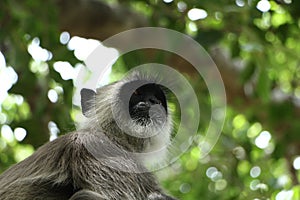 Indian grey languor Monkey in Tamil Nadu