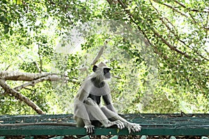 Indian grey languor Monkey in Tamil Nadu