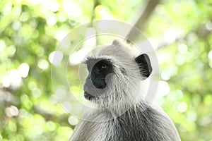 Indian grey languor Monkey in Tamil Nadu