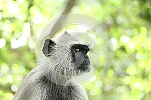 Indian grey languor Monkey in Tamil Nadu photo
