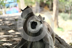 Indian grey languor Monkey in Tamil Nadu photo