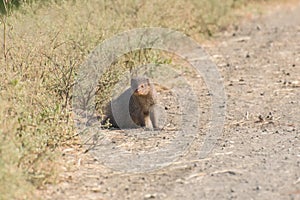 Indian grey mongoose or common grey mongoose