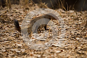 The Indian grey mongoose or common grey mongoose Herpestes edwardsi at Ranthambore Tiger Reserve, India photo