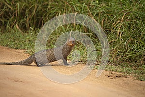 Indian grey mongoose crossing road, Herpestes edwardsi, Jhalana, photo