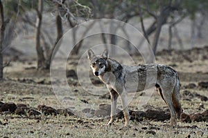 Indian grey wolf, Canis lupus pallipes, Satara, Maharashtra