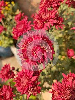 Indian Guldudi flower at Home