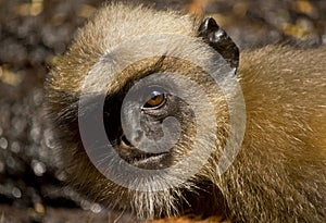 Hanuman langur staring t the camera