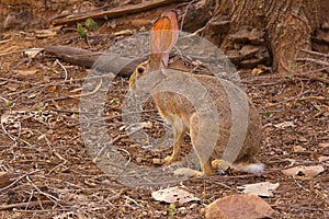 Indian Hare, Lepus nigricollis, Bandhavgarh Tiger Reserve, Madhya Pradesh