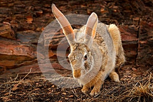Indian hare, Lepus nigricollis grazing, Ranthambore national park, Rajasthan, India, Asia. Detail animal with big long ears. Hare