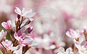 Indian Hawthorn (Rhaphiolepis indica), Pink Lady, flowers photo