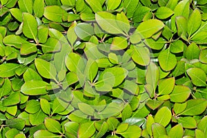 Indian hawthorn shrub rhaphiolepis indica with lush green leaf foliage closeup.