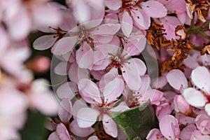 Indian Hawthorne