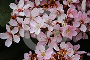 A bee on Indian Hawthorne