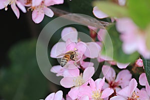 A bee on Indian Hawthorne