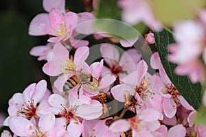 A bee on Indian Hawthorne