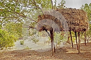 Indian Haystack on stilts in an orchard