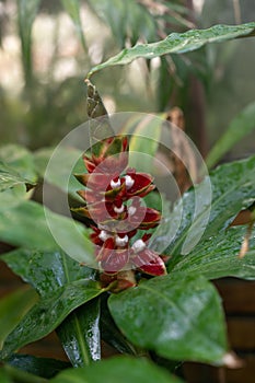 Indian Head Ginger Costus scaber with beautiful red-white flower