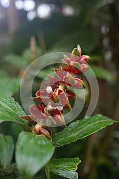 Indian Head Ginger Costus scaber with red-white flowers