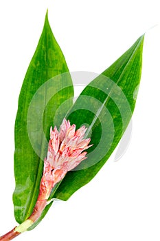 Indian Head Ginger - Costus speciosus